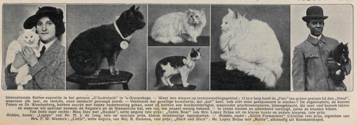 Den Haag kattententoonstelling 1916 Flickr