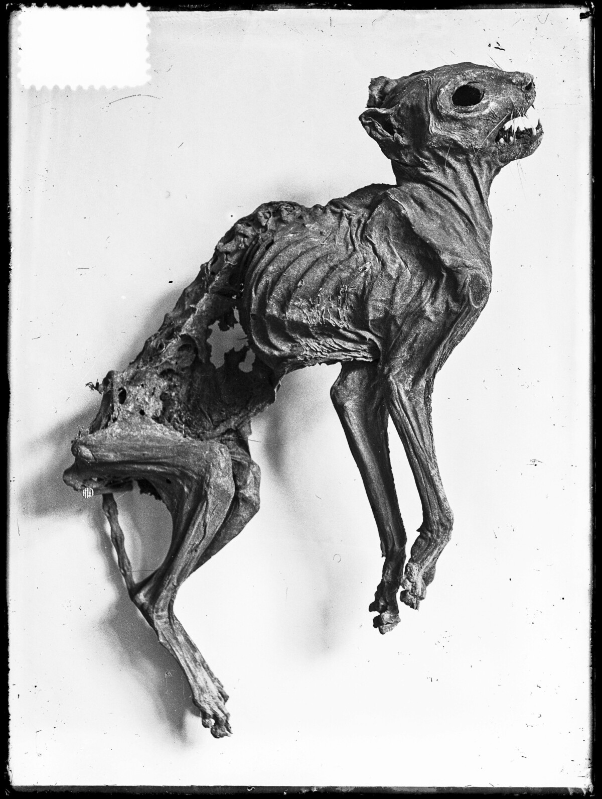 Glasnegatief uit 1906 Stadsarchief Breda