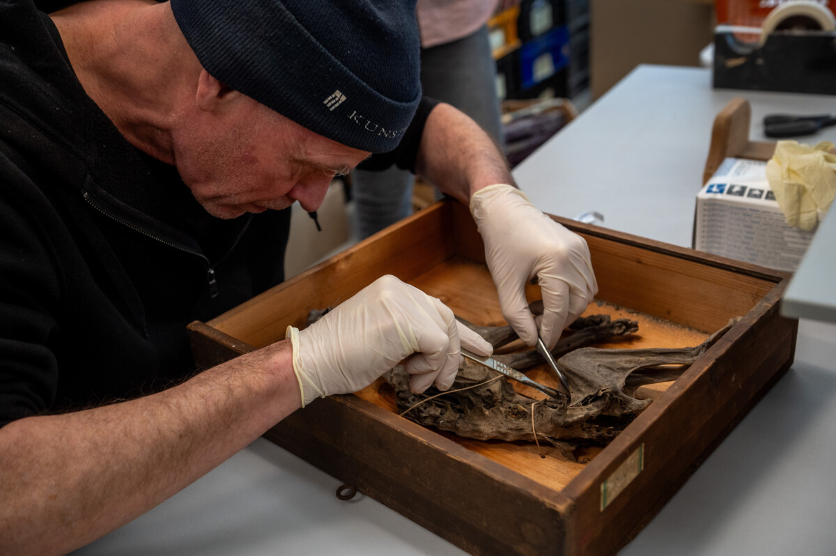 Mummiekat 58 PHOTE Dby Edwin Wiekens